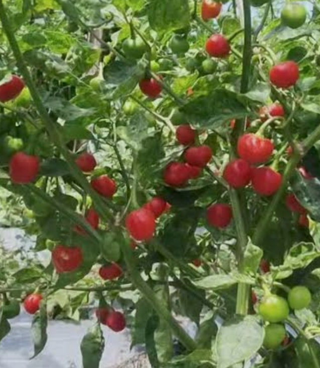 अकबरे खुर्सानी खेतीः किसानको आम्दानी बढाउने लाभदायक व्यवसाय