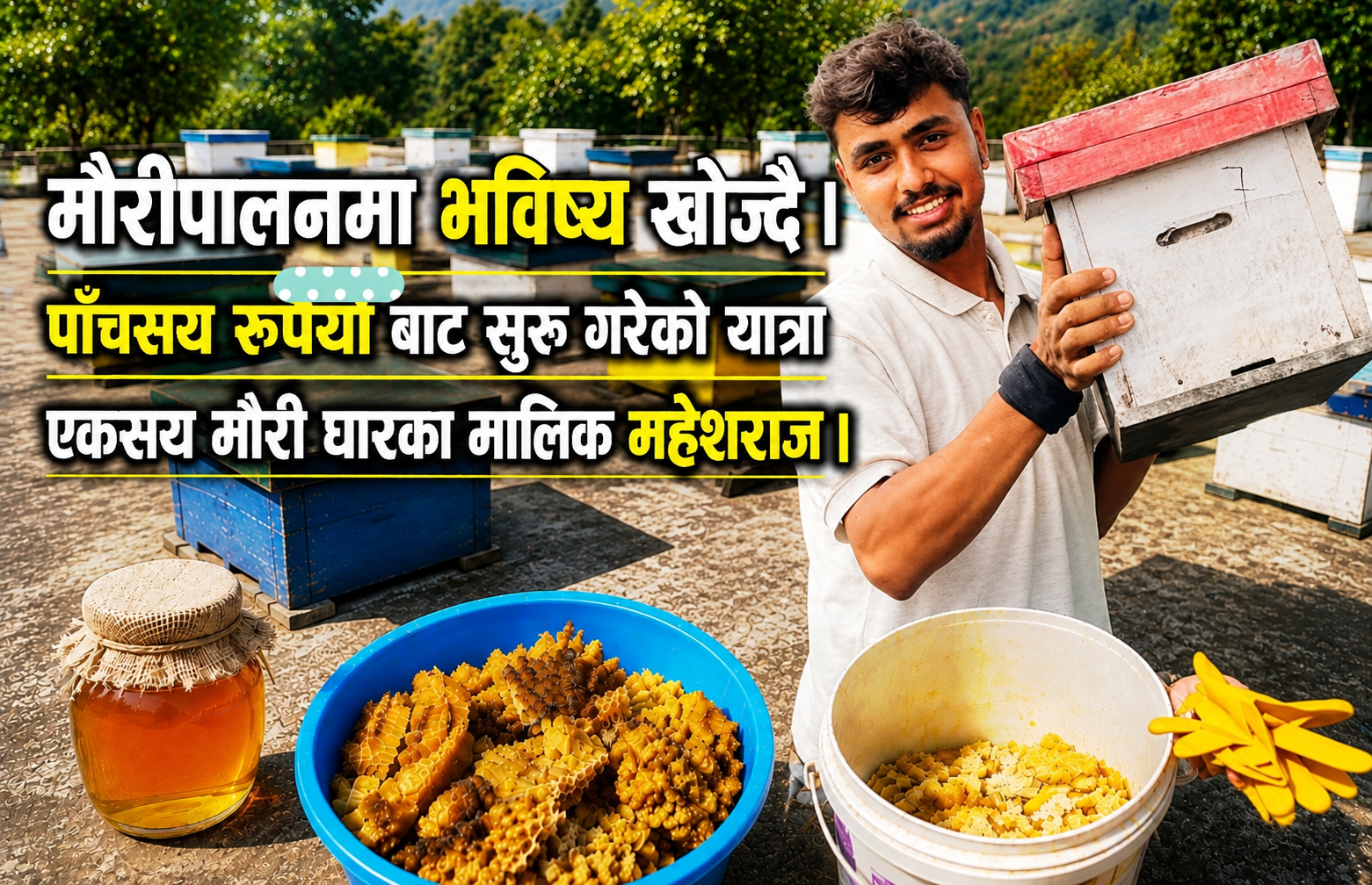 पाँचसय रुपैयाँमा एउटा घार बाट सुरु भएको मौरीपालन, अहिले सय घारका मालिक महेशराज जोशी
