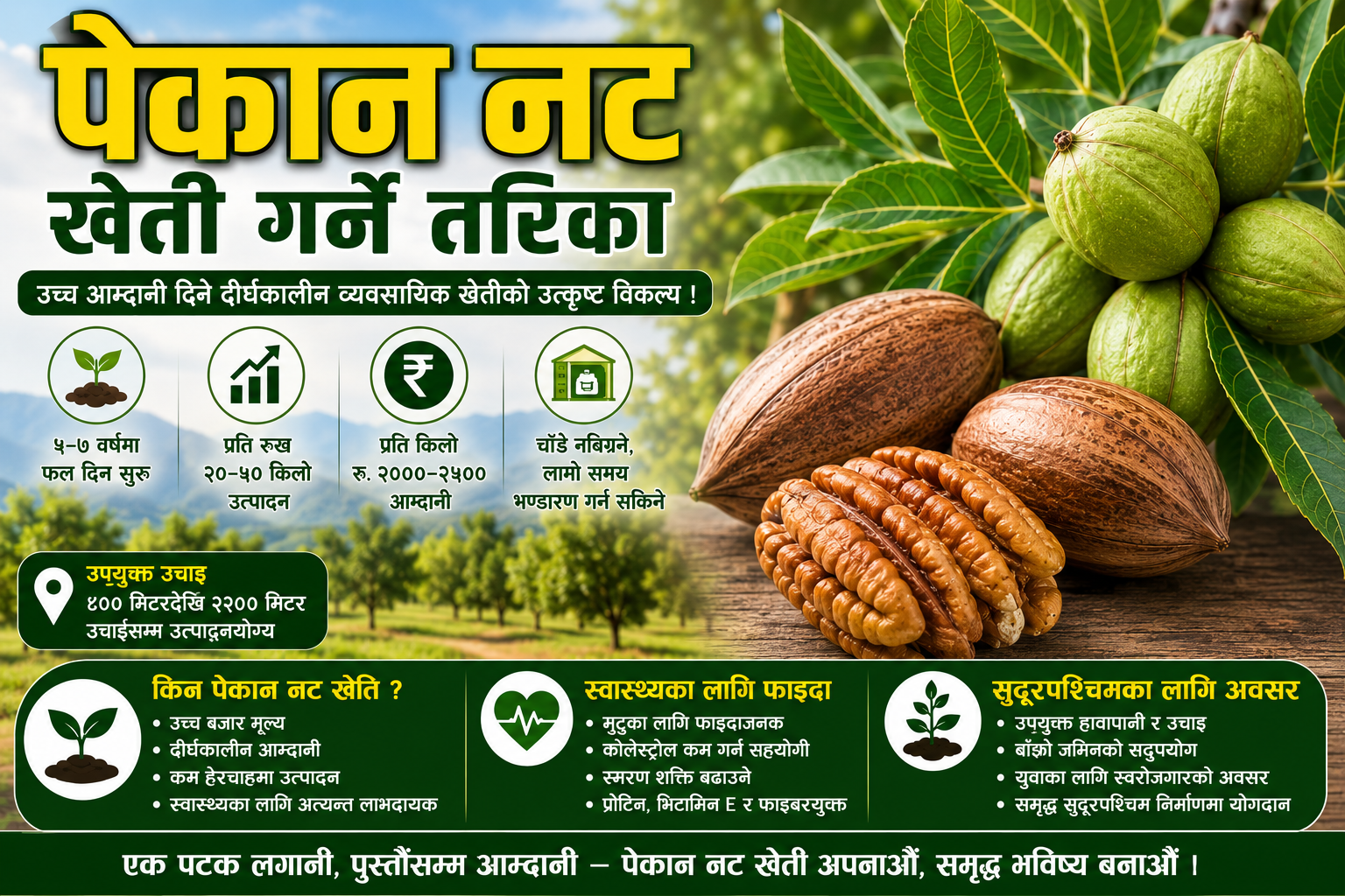 पेकान नट खेती : समृद्ध सुदूरपश्चिमको नयाँ सम्भावना